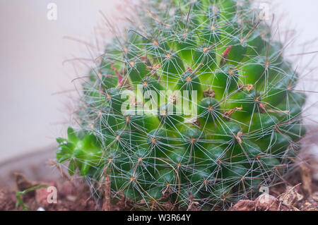 Cactus vegetativen Vermehrung. Bürste Cactus (Mammillaria spinosissima) AKA stacheligen Nadelkissen Kaktus native zu zentralen Mexiko Stockfoto