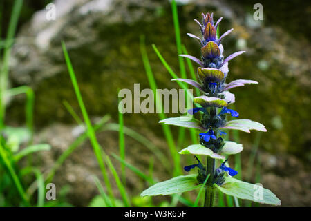 Nahaufnahme eines schönen Frühling Blumen auf grünem Hintergrund, Makro Bild Stockfoto