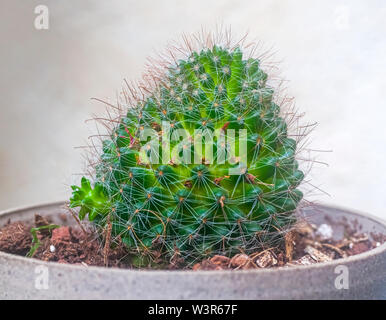 Cactus vegetativen Vermehrung. Bürste Cactus (Mammillaria spinosissima) AKA stacheligen Nadelkissen Kaktus native zu zentralen Mexiko Stockfoto