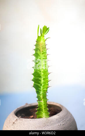 Euphorbia rotundifolia Afrikanischen Milch Baum, Kathedrale Kaktus, Abessinier euphorbia ist eine mehrjährige Pflanze, stammt ursprünglich aus Zentralafrika. Foto Stockfoto