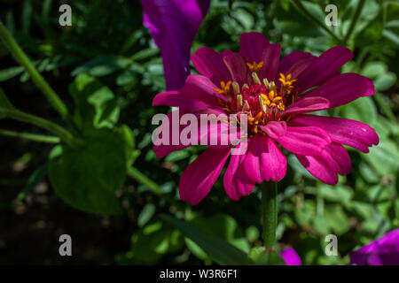 Dies ist zinnia Blume im Garten mit natürlichen Hintergrund Stockfoto