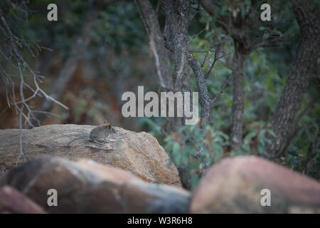 Ein Felsen Rüsselhündchen, Elephantulus myurus, stoppt kurz auf einem Felsen vor dem Bounding entfernt, Madikwe Game Reserve, Südafrika. Stockfoto