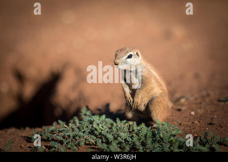 Eine Südafrikanische Erdhörnchen, Xerus inauris, bleibt wachsam auf der Suche nach Nahrung in Madikwe Game Reserve, North West Provinz, Südafrika. Stockfoto