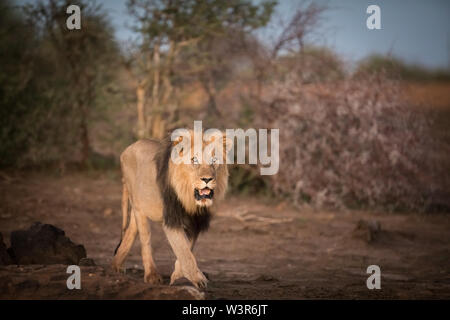 Löwe Panthera leo, werden üblicherweise auf Safari Pirschfahrten im Madikwe Game Reserve, North West, Südafrika gesehen. Stockfoto