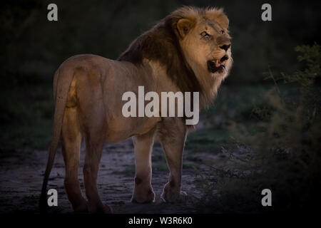 Löwe Panthera leo, werden üblicherweise auf Safari Pirschfahrten im Madikwe Game Reserve, North West, Südafrika gesehen. Stockfoto