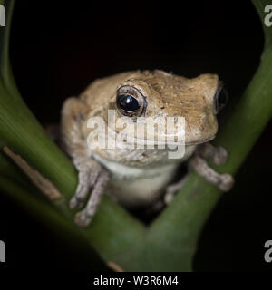 Eine südliche Schaum nest Frosch, Chiromantis xerampelina, flüchtet sich in eine kühle, schattige Anlage, Madikwe Game Reserve, North West, Südafrika. Stockfoto