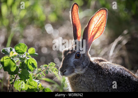 Scrub hase Lepus saxatilis, Ohren sind gut versorgt mit Blutgefäßen, hier gesehen Gegenlicht der Sonne in Madikwe Game Reserve, North West, Südafrika Stockfoto