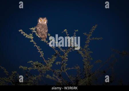 Eine südliche white-faced Owl, Ptilopsis Granti, greller Glanz mit Big orange Augen, auf einem Night Drive beschmutzt, Madikwe Game Reserve, North West, Südafrika Stockfoto