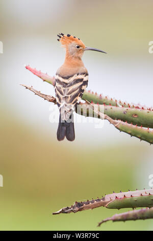 Ein afrikanischer Wiedehopf, Upupa africana, Sitzstangen auf eine Aloe Pflanze im Bontebok National Park, Provinz Western Cape, Südafrika. Stockfoto