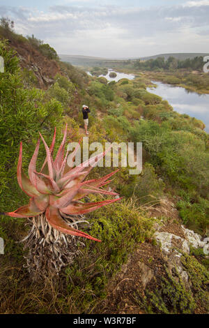 Ein junger Mann sieht für Vögel, Breede River, Bontebok National Park, Provinz Western Cape, Südafrika, wo Vögel beobachten und Wandern. Stockfoto