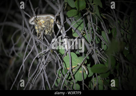 Gemeinsame ei Fleischesser oder rhombische Ei - Esser, Dasypeltis scabra, in Madikwe Game Reserve, North West Provinz, Südafrika sind häufig. Stockfoto