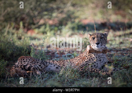 Ein Gepard, Acinonyx jubatus, wurde mit einem GPS-Halsband seine Bewegungen in Madikwe Game Reserve, North West Provinz, Südafrika zu überwachen. Stockfoto