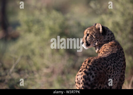 Ein Gepard, Acinonyx jubatus, wurde mit einem GPS-Halsband seine Bewegungen in Madikwe Game Reserve, North West Provinz, Südafrika zu überwachen. Stockfoto