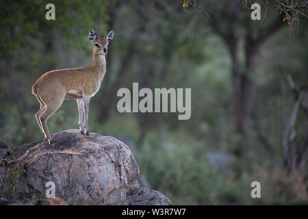 Ein männlicher Klipspringer Antilopen, Oreotragus oreotragus, wacht beim Stehen auf einem Felsen in Madikwe Game Reserve, North West Provinz, Südafrika. Stockfoto