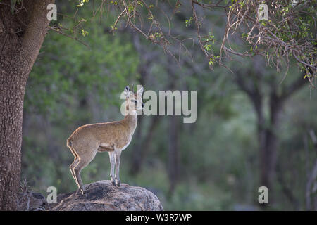 Ein männlicher Klipspringer Antilopen, Oreotragus oreotragus, wacht beim Stehen auf einem Felsen in Madikwe Game Reserve, North West Provinz, Südafrika. Stockfoto