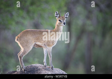 Ein männlicher Klipspringer Antilopen, Oreotragus oreotragus, wacht beim Stehen auf einem Felsen in Madikwe Game Reserve, North West Provinz, Südafrika. Stockfoto