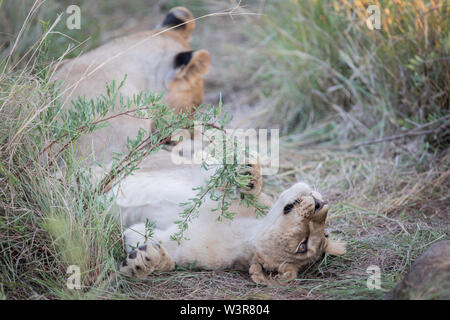 Ein lion Cub, Panthera leo, spielt mit einer Akazie Zweig während Sie im Gras in Madikwe Game Reserve, North West Provinz, Südafrika. Stockfoto