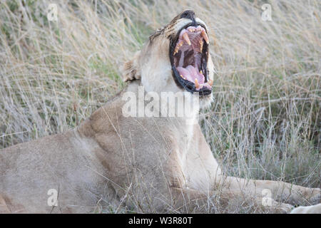 Ein junger Löwe Panthera leo, gähnt wile Ruhen im Gras in Madikwe Game Reserve, North West Provinz, Südafrika. Stockfoto