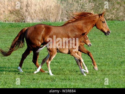 Stute Pferd mit Fohlen im synchronen Galopp über Wiese Stockfoto