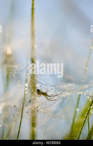 Spider hängen unter einem Tau Web in einer grünen Wiese. Stockfoto