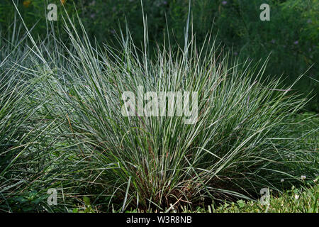 Little bluestem auf einem hellen, sonnigen Tag. Auch als Schizachyrium scoparium oder Bart Gras genannt, ist eine nordamerikanische Prärie Gras in der USA. Stockfoto