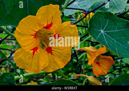 Blüten der Kapuzinerkresse, Indische Kresse oder Kapuzinerkresse : im Sommer Garten, Jeleznitsa, Berg Vitosha, Bulgariens Stockfoto