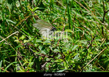 Die Insekt-schädling American White Butterfly, Schwarz geäderten Weiß, Aporie crataegi oder Hyphantria cunea auf die gelbe Blume, Jeleznitsa, Vitosha Berg, Stockfoto