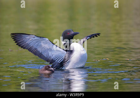 Gemeinsame Eistaucher (Gavia Immer) mit Küken neben ihr Verstöße und breitet ihre Flügel am Morgen in Ontario, Kanada. Stockfoto