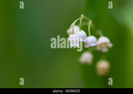 Blühende Maiglöckchen Blumen Stockfoto