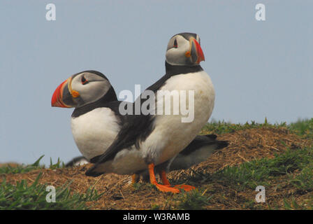 Nahaufnahme von zwei wunderschön bunten wilden nesting Puffins auf der Insel Skomer, Wales in Großbritannien. Stockfoto