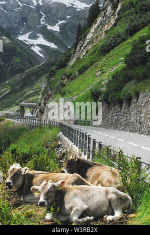 Schöne schneebedeckte Bergkulisse in den Schweizer Alpen mit Kühen im Vordergrund, sich auszuruhen. Stockfoto