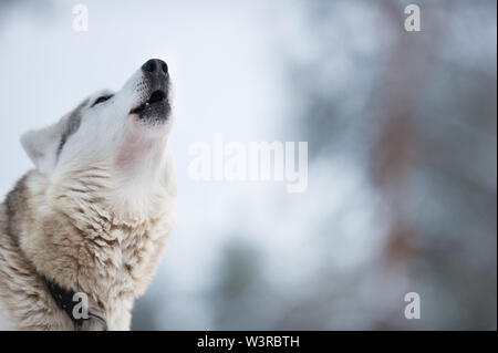 Porträt einer Wolfshund zu heulen. Fokus auf die Nasenspitze. Stockfoto