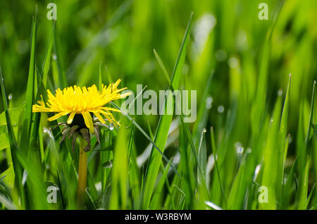 Taraxacum Officinale, Crepidinae, Asteraceae, Nahaufnahme von einem Löwenzahn Blumen auf einer Wiese im Sommer Stockfoto
