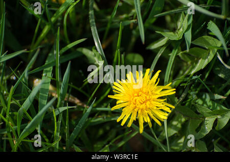 Taraxacum Officinale, Crepidinae, Asteraceae, Nahaufnahme von einem Löwenzahn Blumen auf einer Wiese im Sommer Stockfoto