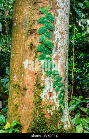 Parasitäre Weinpflanze auf einen Baum im Regenwald in Costa Rica Stockfoto