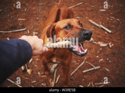 Eine Person ziehen Stick vom Hund Mund Stockfoto