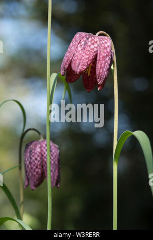 Snakeshead Fritillary - fritillaria Meleagris ist eine Eurasische Arten in die Lilie Familie (AKA karierten Narzisse). Bauchige krautige Staude. Stockfoto