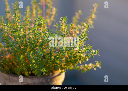 Thymian Kräuter im Blumentopf auf dem Balkon Stockfoto