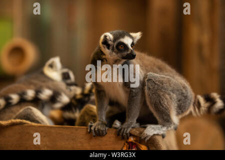 Ein Ringschwanz-Lemur (Lemur catta), eine in Madagaskar heimische bedrohte Art, thront auf einem Zweig. Stockfoto