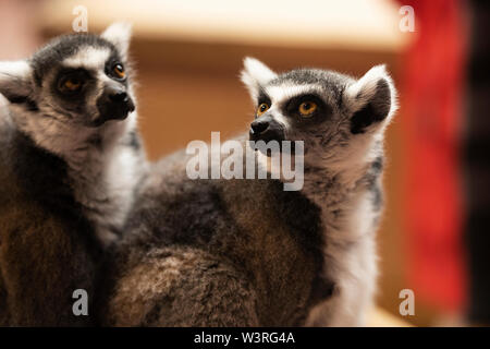 Ein Paar Ringschwanzlemuren (Lemur catta), eine bedrohte Art, die in Madagaskar beheimatet ist Stockfoto