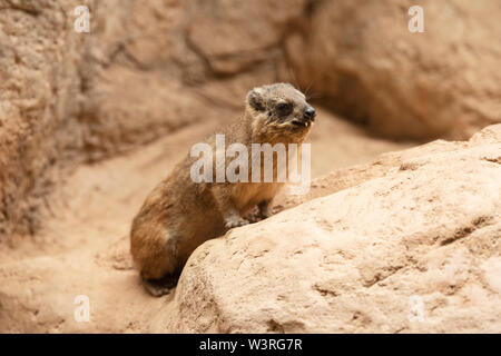Ein Felshyrax (Procavia capensis), auch Cape hyrax genannt, Steinkaninchen, coney oder Dassie, heimisch in Afrika und dem Nahen Osten. Stockfoto