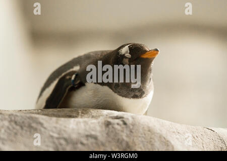 Ein Gentoo Pinguin (Pygoscelis papua) schläft auf einem Felsvorsprung. Stockfoto