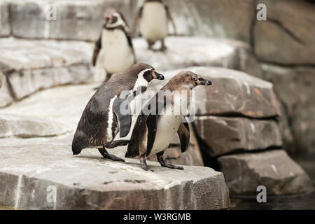 Humboldt-Pinguine (Spheniscus humboldti), ein südamerikanischer Pinguin, der auf einem Felsvorsprung steht. Stockfoto