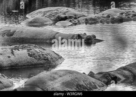 Verschiedene Wildtiere sind in der Serengeti, Tansania, Afrika einschließlich Elefanten, Zebras, Nilpferde, Vögel, Gnus, Nilkrokodile, Adler und Leoparden gesehen. Stockfoto