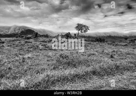 Verschiedene Wildtiere sind in der Serengeti, Tansania, Afrika einschließlich Elefanten, Zebras, Nilpferde, Vögel, Gnus, Nilkrokodile, Adler und Leoparden gesehen. Stockfoto