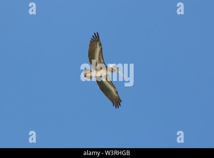 Pelikan im Flug von unten gesehen Stockfoto