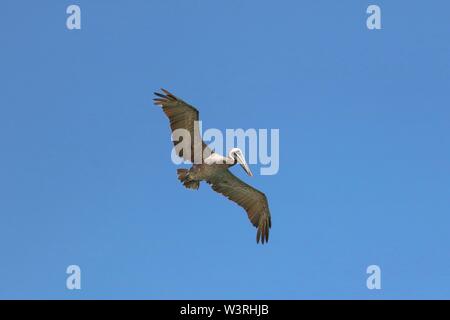 Pelikan im Flug vor blauem Himmel von unten gesehen Stockfoto