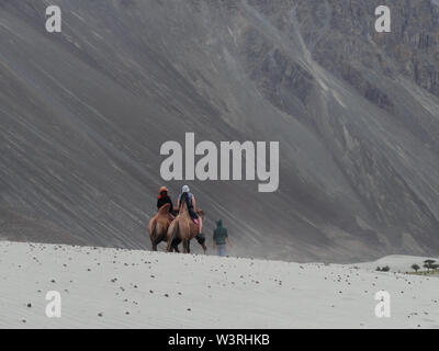 Baktrischen Kamelritt in Nubra Valley, Ladakh Stockfoto