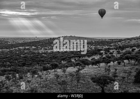 Blick auf die Serengeti Park von einem Heißluftballon Antenne Fahrt einschließlich Migration der Gnus Schuß im Juni, 2019 Stockfoto