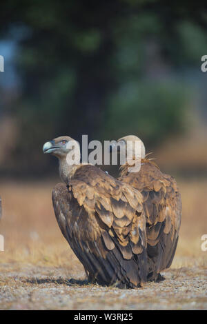 Gänsegeier (Tylose in Fulvus), Campanarios de Azaba Biological Reserve, Salamanca, Castilla y Leon, Spanien, Europa Stockfoto